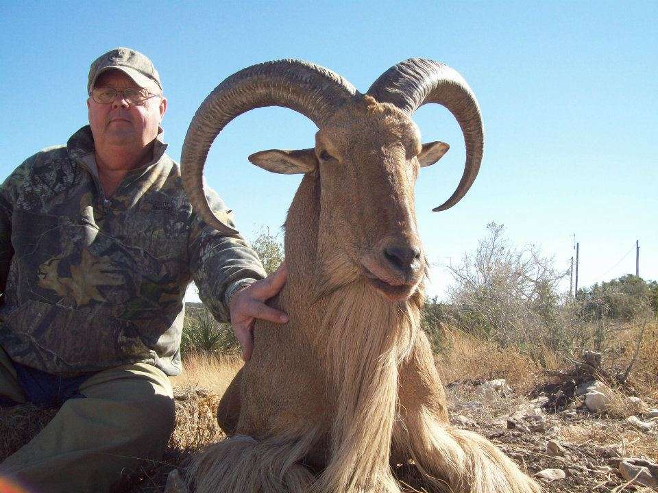 Aoudad Sheep Aoudad Sheep